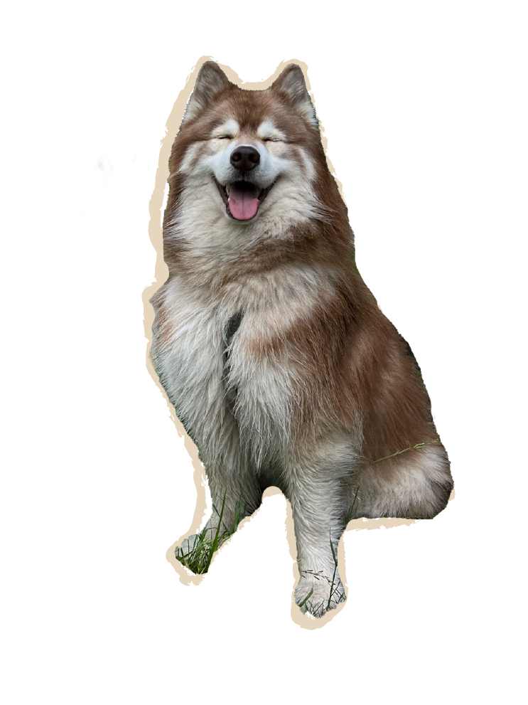 Ganzheitliches Marketing für Dienstleister:innen und Solo-Selbstständige. Zusammenarbeit rund um Website, Content, Grafikdesign, Social Media, Newsletter und SEO – für einen klaren Auftritt, mehr Sichtbarkeit und nachhaltige Kund:innengewinnung.